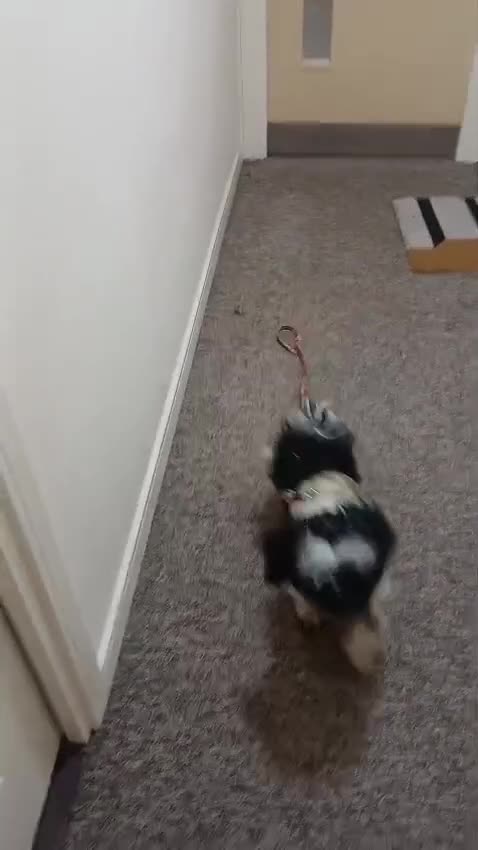 Shih Tzu dogs for sale:  2 year old Shih Tuz looking for loving home - Video 1