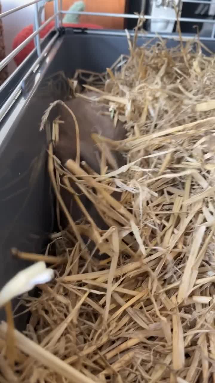 Netherland Dwarf rabbits for sale: 2 Male Netherlands dwarf rabbits  - Video 2