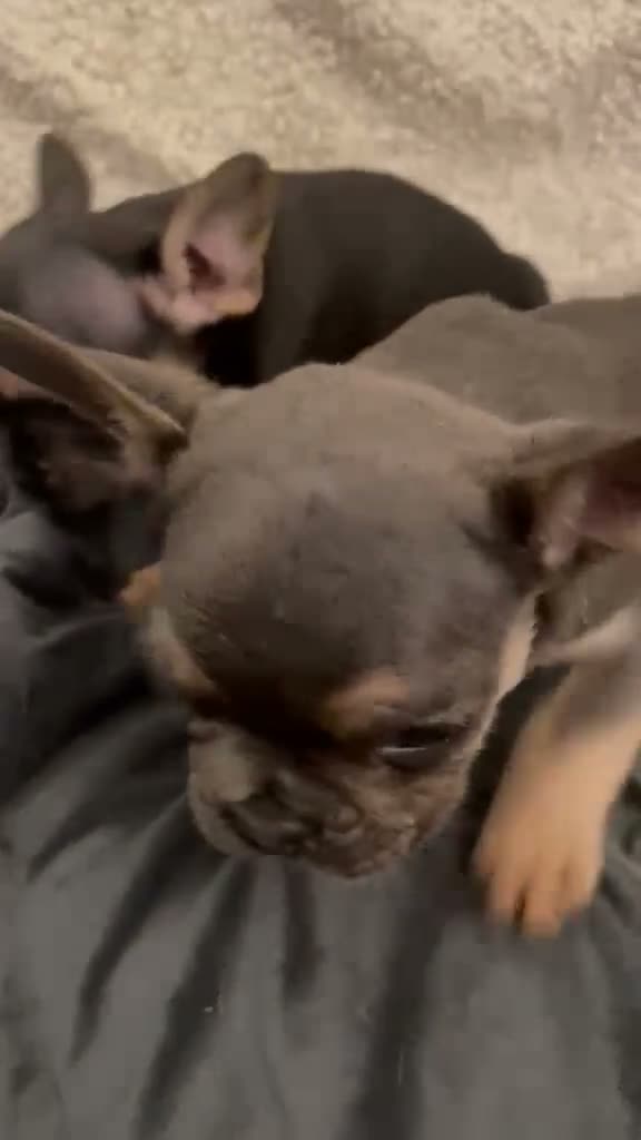 French Bulldog dogs for sale: Two beautiful chunky French bulldogs  - Video 1