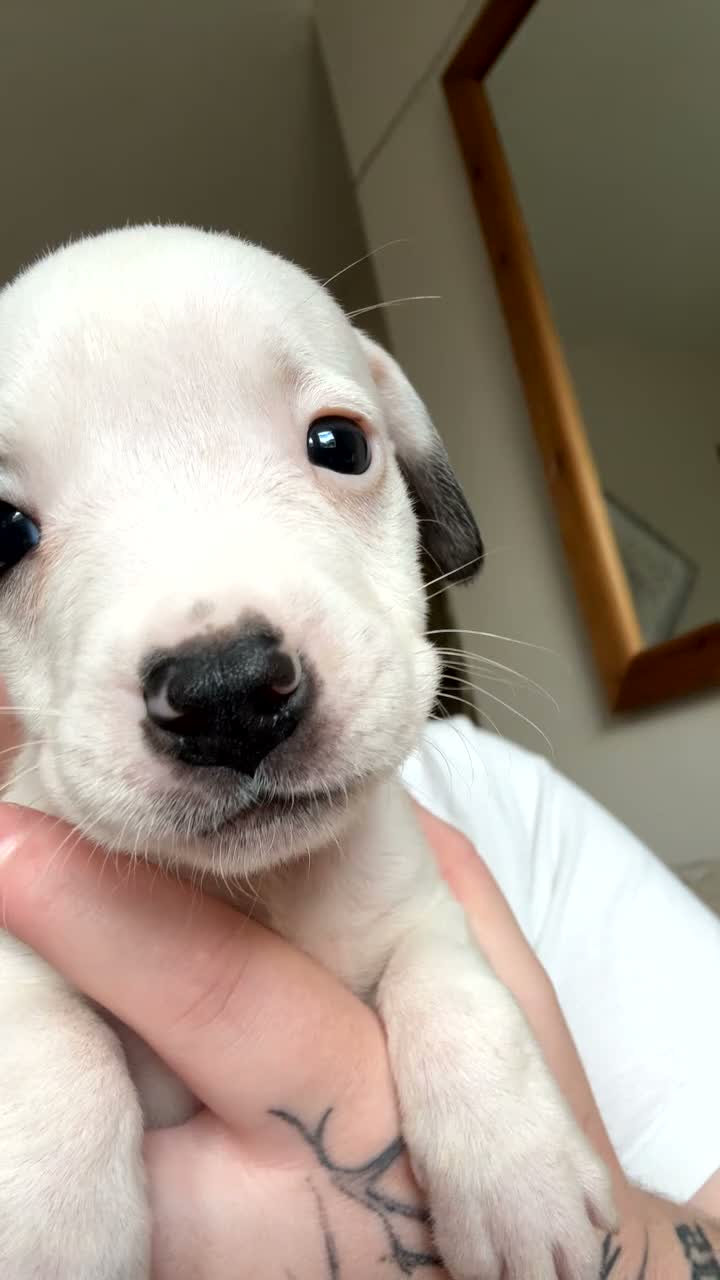 Staffordshire Bull Terrier dogs for sale: Beautiful staffy x pups  - Video 1