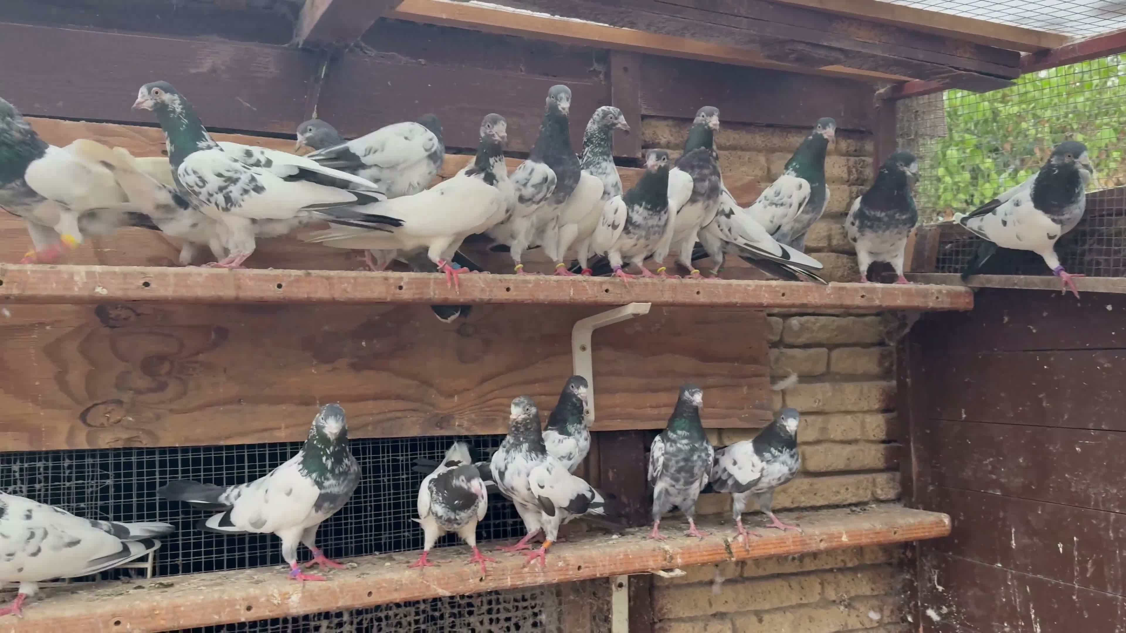 Pigeons birds for sale: Pakistani high flyers for sale  - Video 1