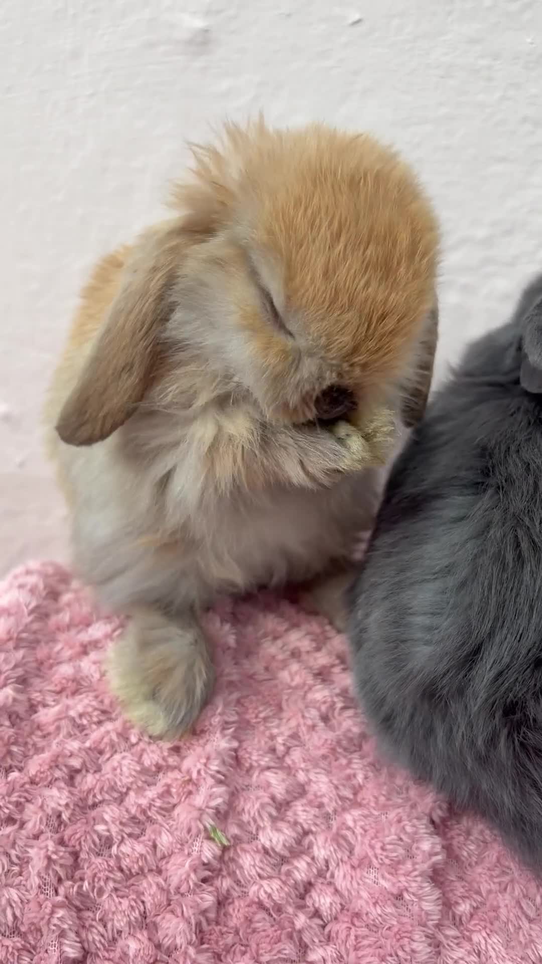 Mini Lop rabbits for sale: Raised indoors Mini lops/lion lops-vaccinated  - Video 1