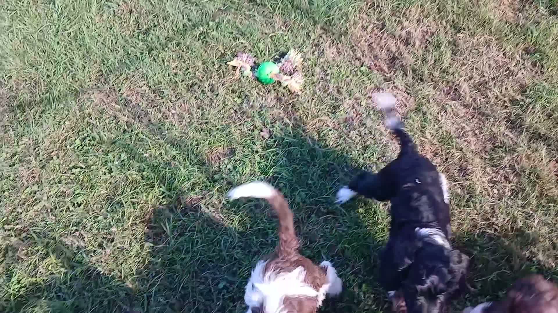 Sproodle dogs for sale: Sproodles - Video 1