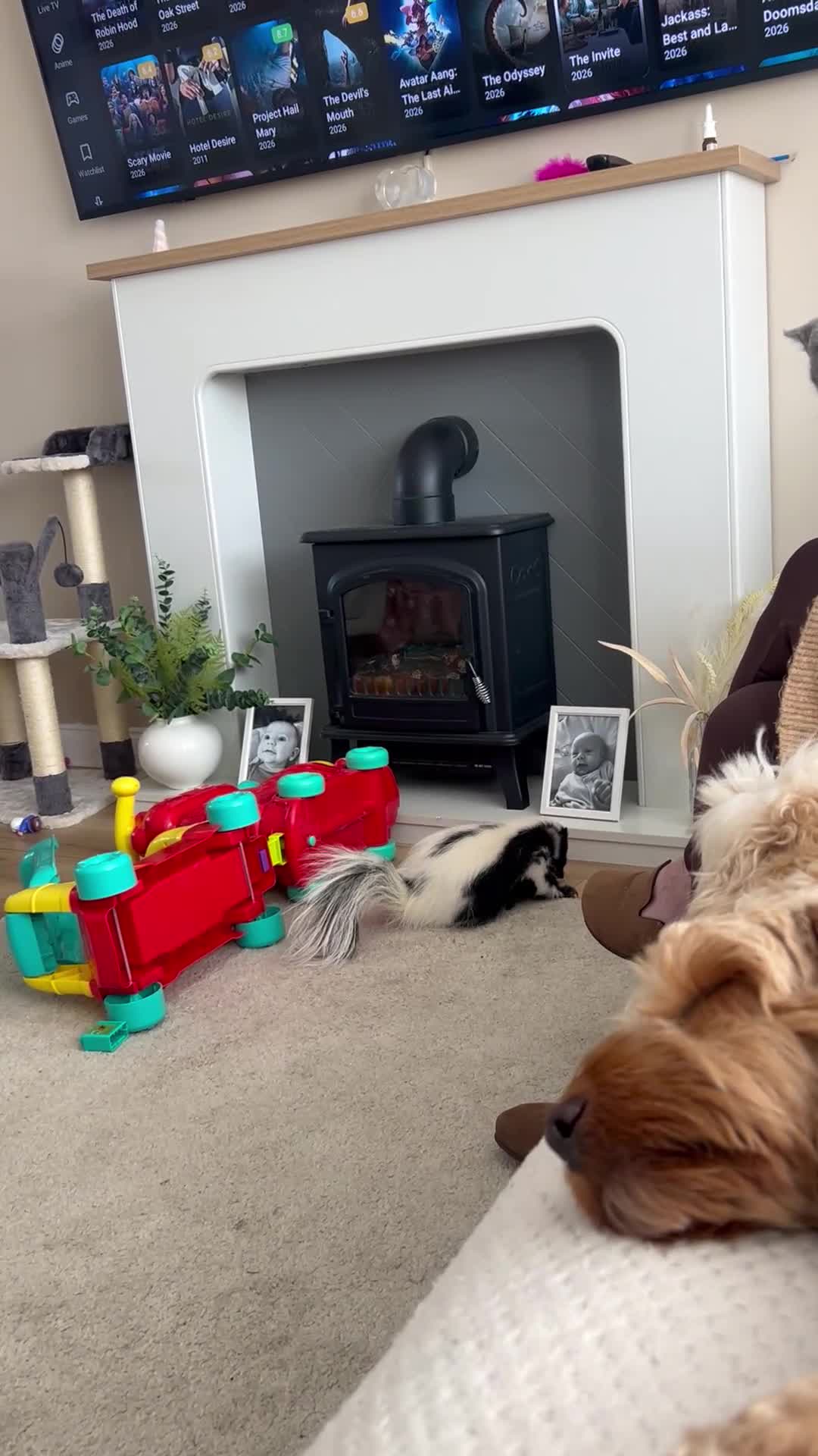 Ferret rodents for sale: Skunk male - Video 1