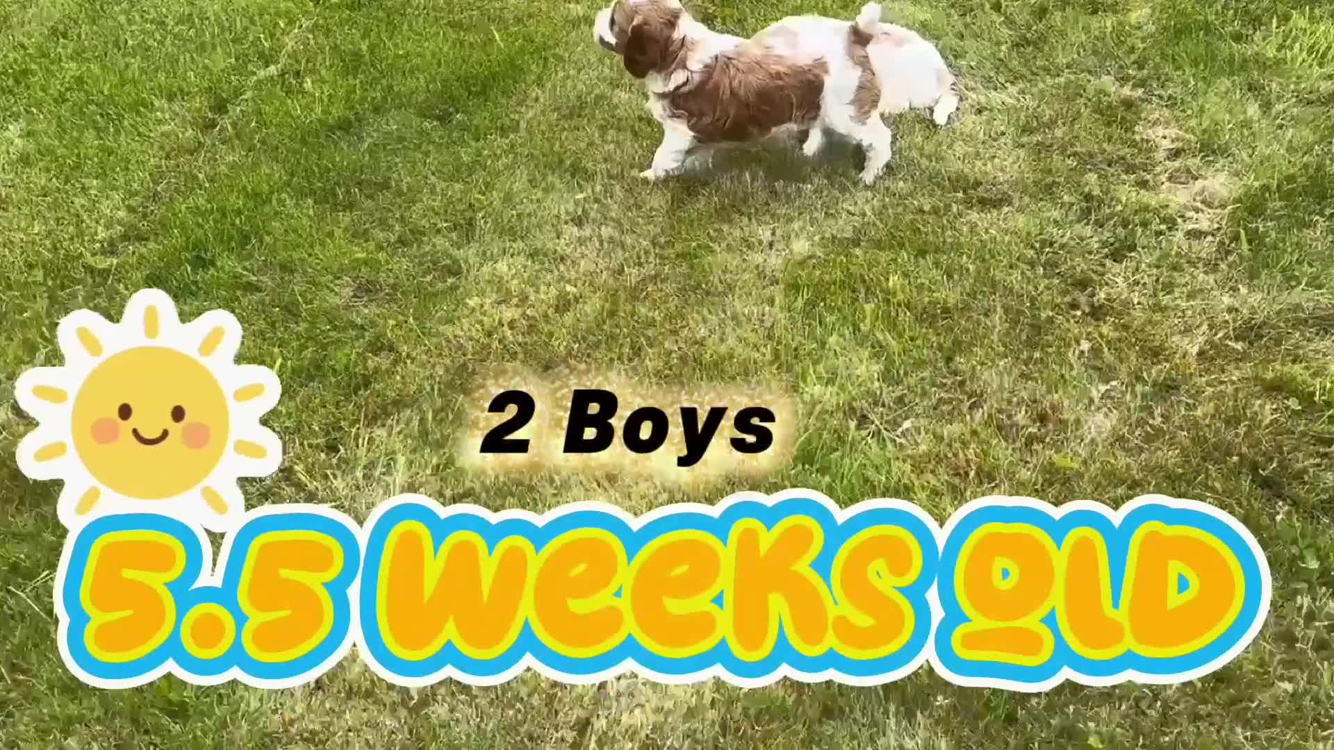 Australian Labradoodle dogs for sale: Fully health tested Australian Labradoodle puppies - Video 2