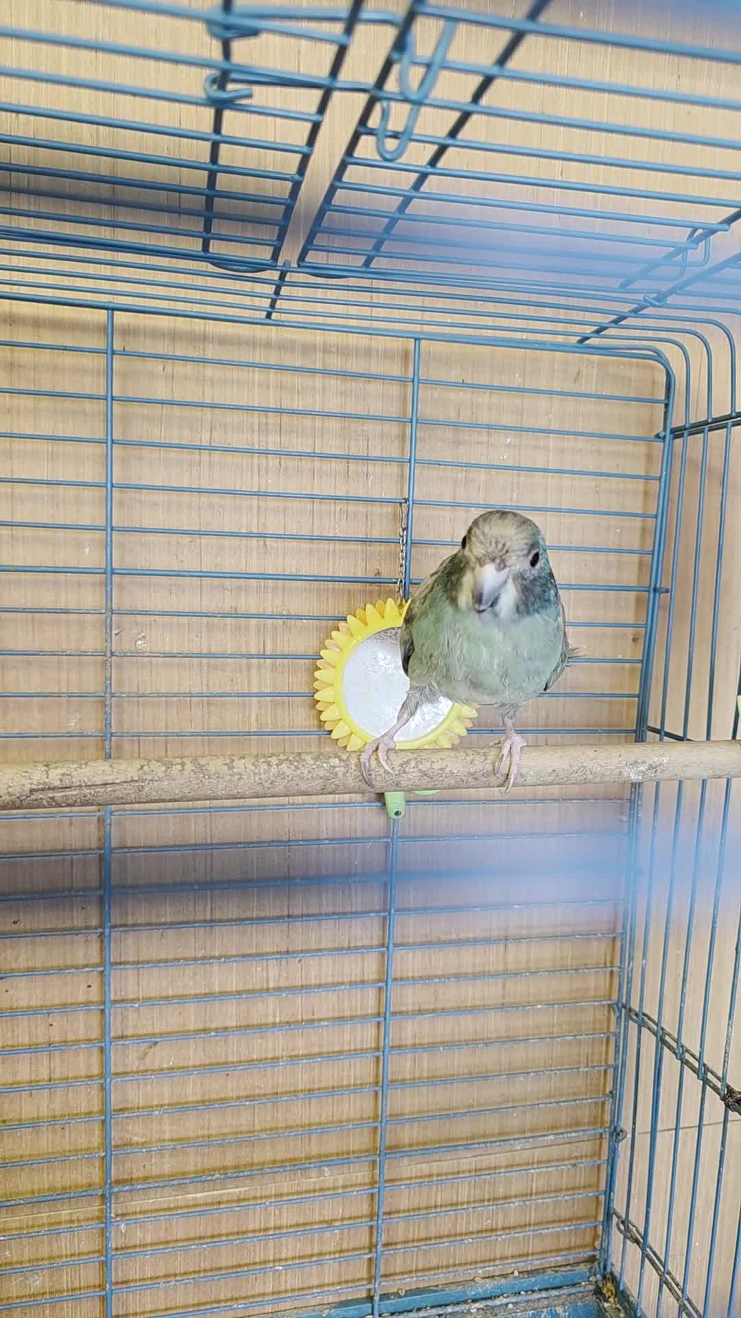 Parrots birds for sale: Blue kakariki  in Manchester - Video 1