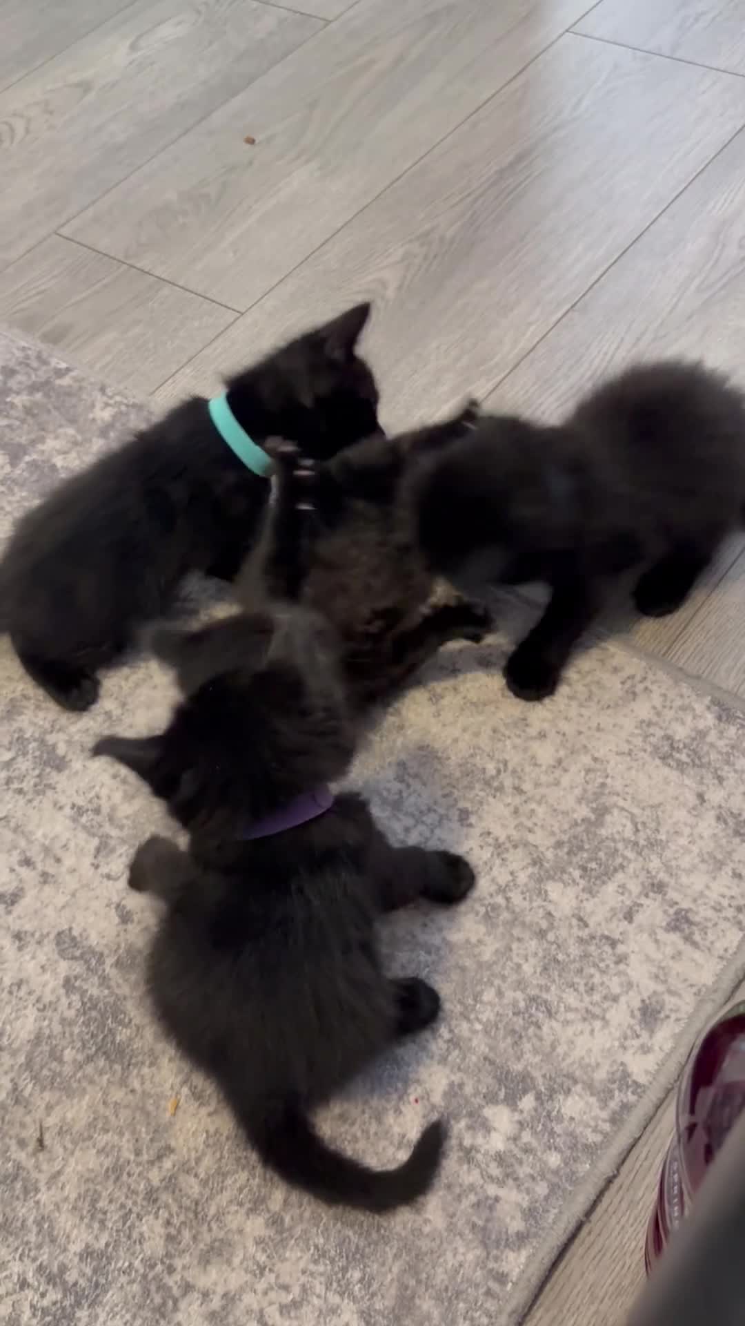 Mixed Breed cats for sale: Balinese X British short hair Black fluffy kittens - Video 1