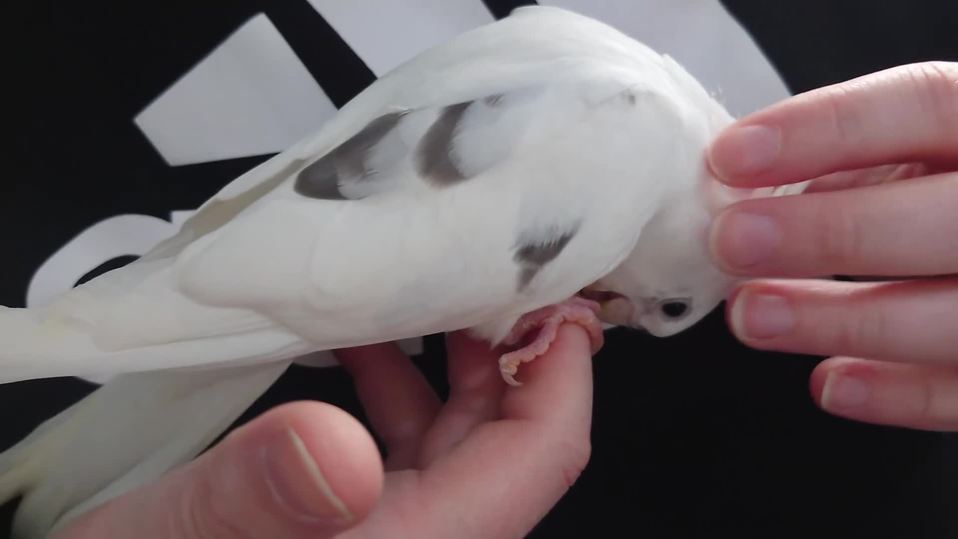 Cockatiels birds for sale: Hand reread silly tame DNA sexed baby cockatiels  - Video 2