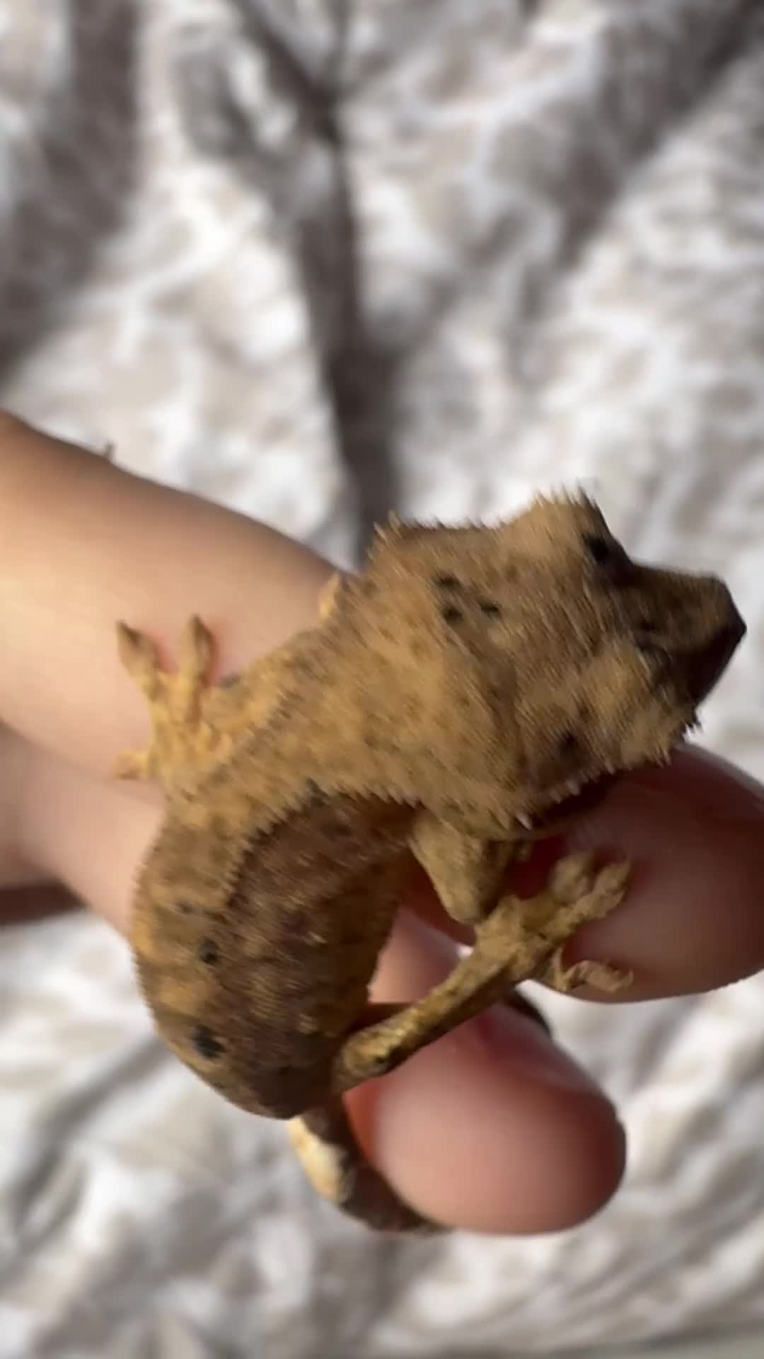 Gecko reptiles for sale: Crested geckos for sale! - Video 3