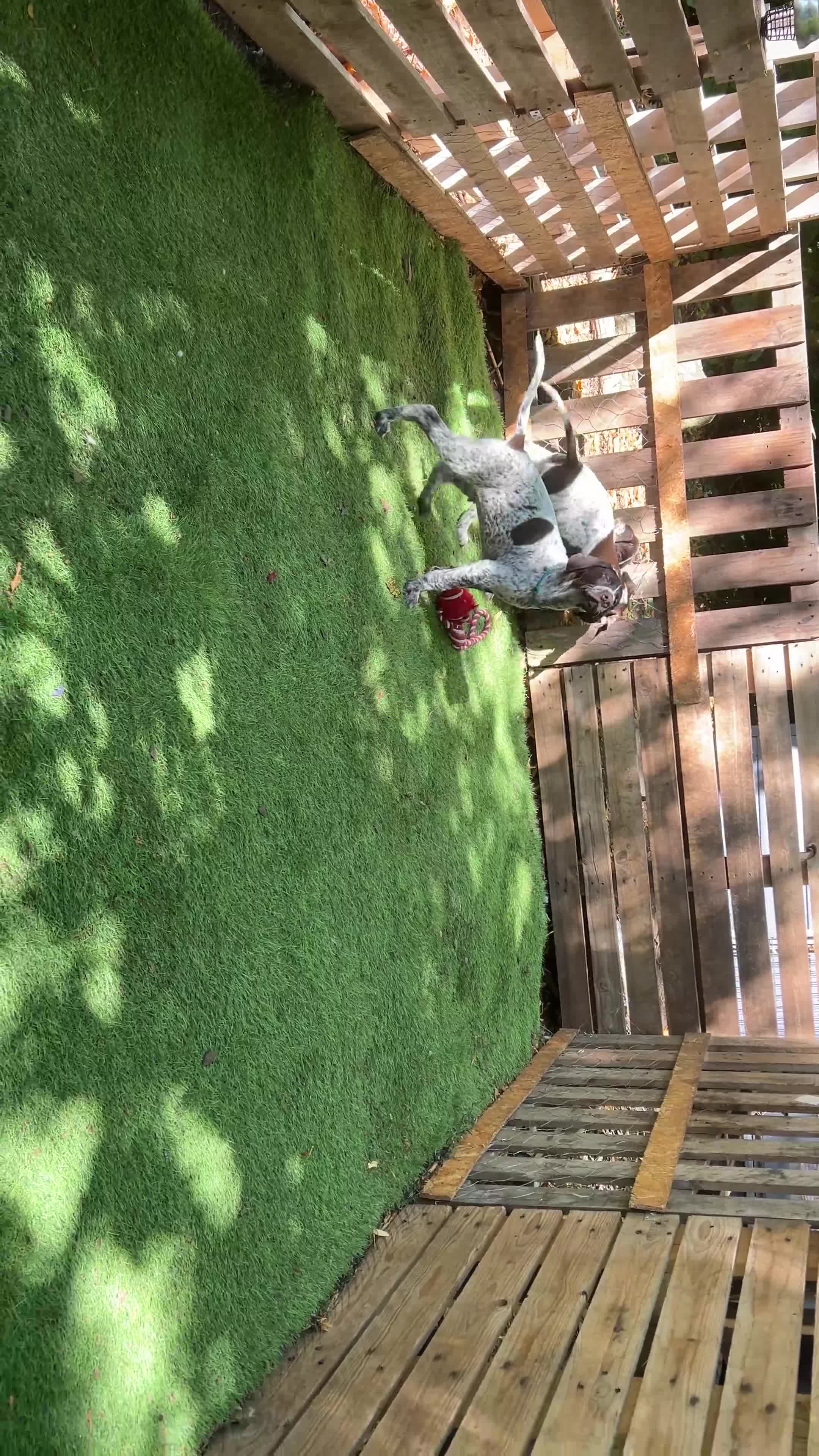 German Shorthaired Pointer dogs for sale: KC Ready to Leave (3 BOYS LEFT) GSP puppies  - Video 2
