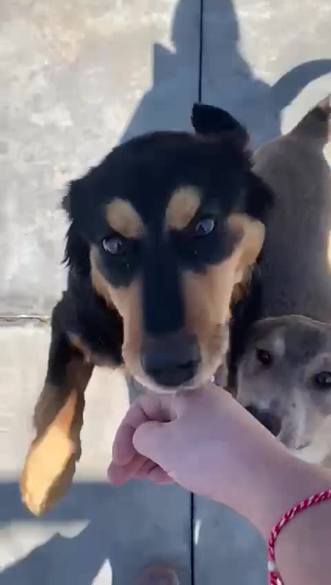 Mixed Breed dogs for adoption: Louis, 7 months. Available for adoption. in Brixham - Video 2
