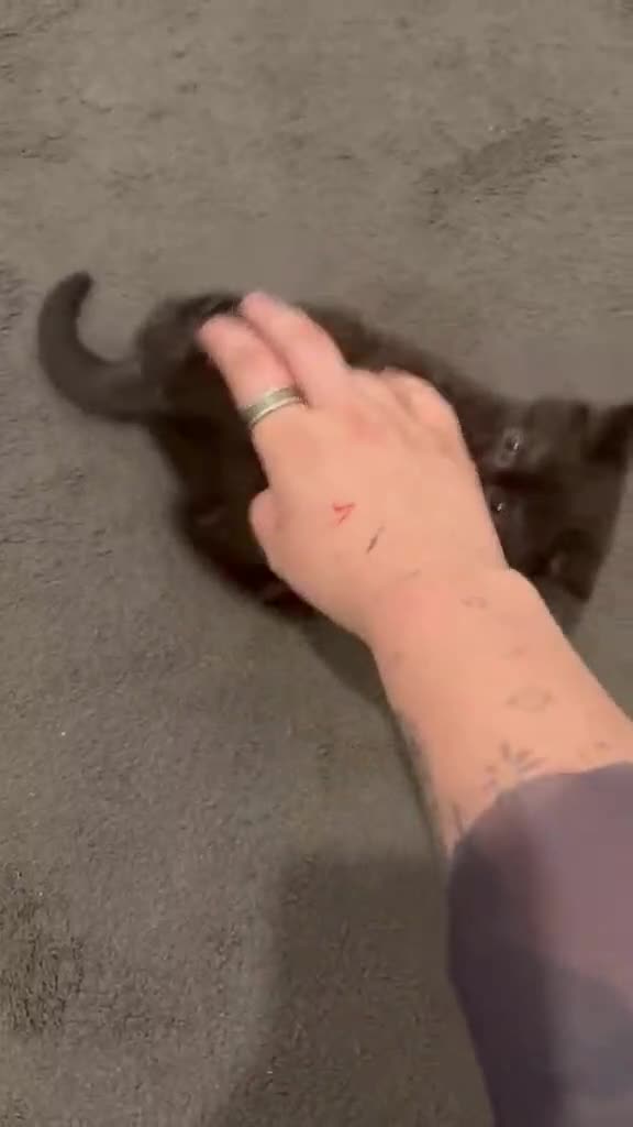 British Shorthair cats for sale:  Ready now. British shorthair kittens  - Video 1