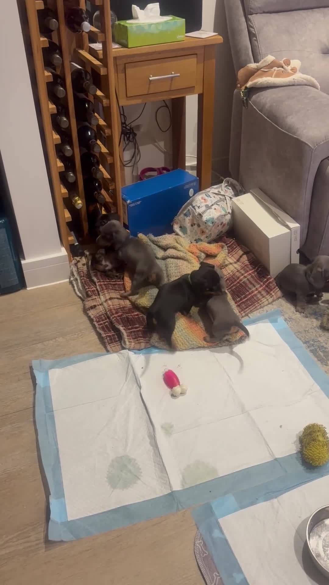 Miniature Dachshund dogs for sale: Miniature Daschund puppies - Video 2