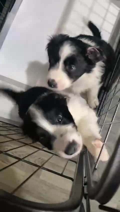 Border Collie dogs for sale: Border collie  - Video 1