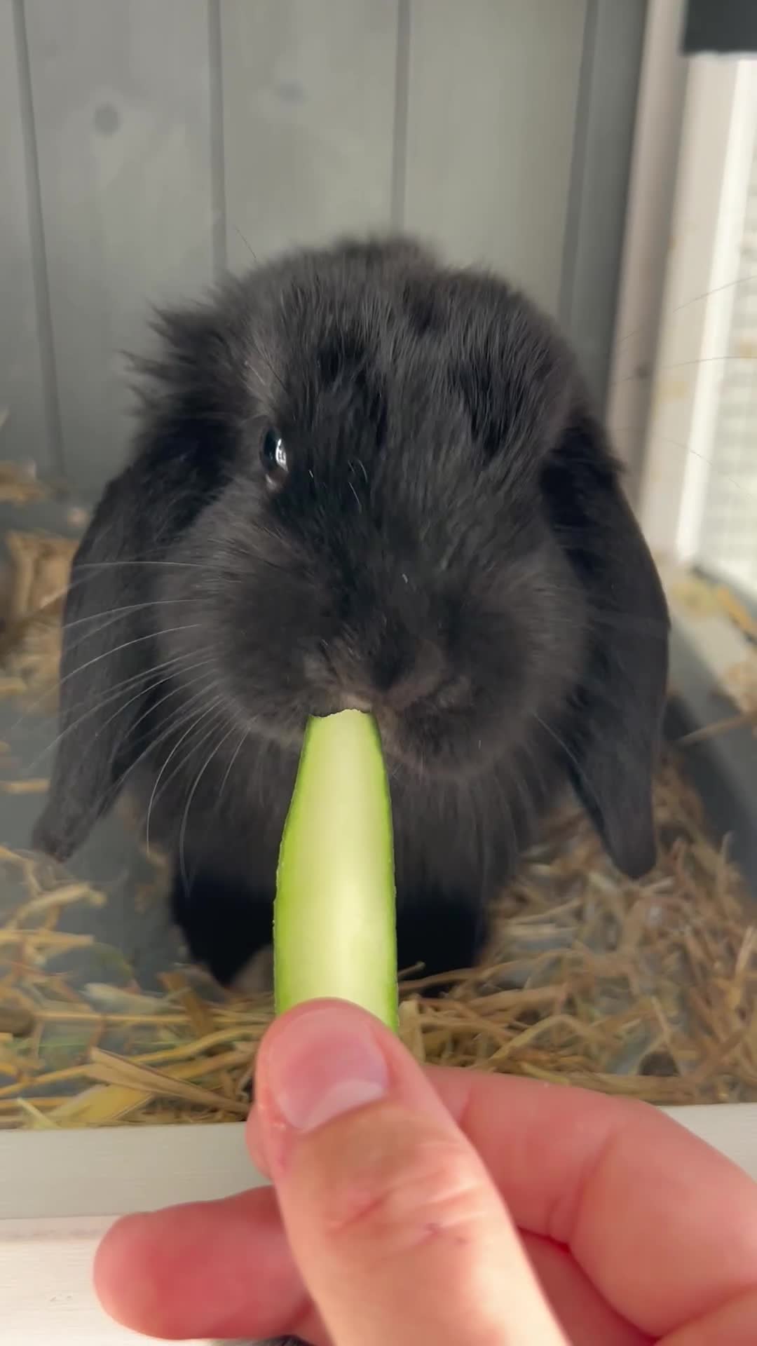 Mini Lop rabbits for sale: Mini lop and Holland boy bunnies - Video 1