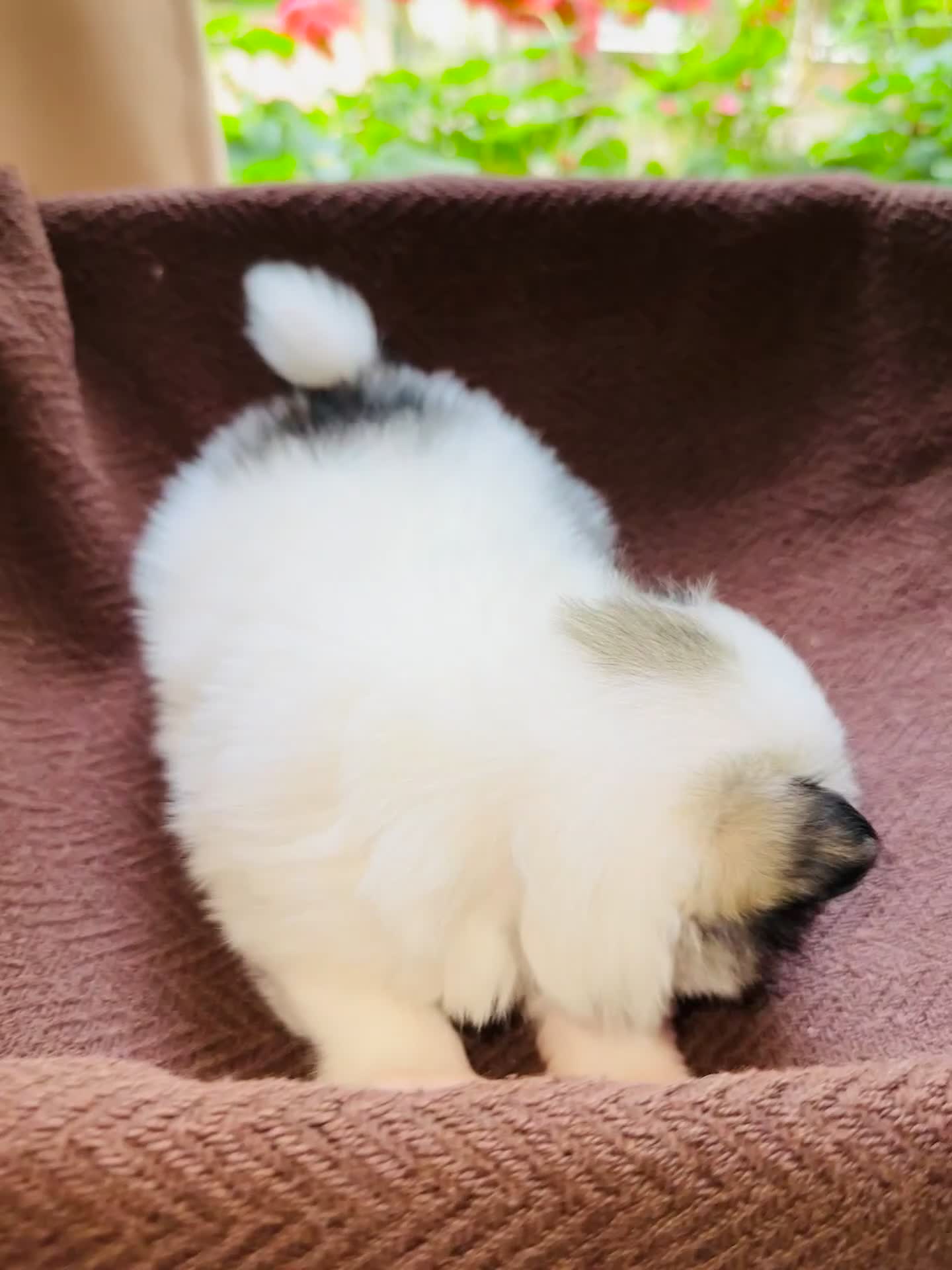 Pomeranian dogs for sale: Cute Pomeranian Puppies Looking for loving home - Video 3