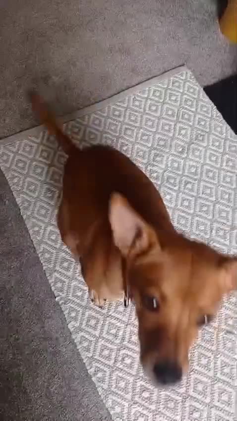 Chihuahua dogs for adoption: ❤️🐶 LILA – A Little  Soul Searching for Love 🐶❤️ - Video 4
