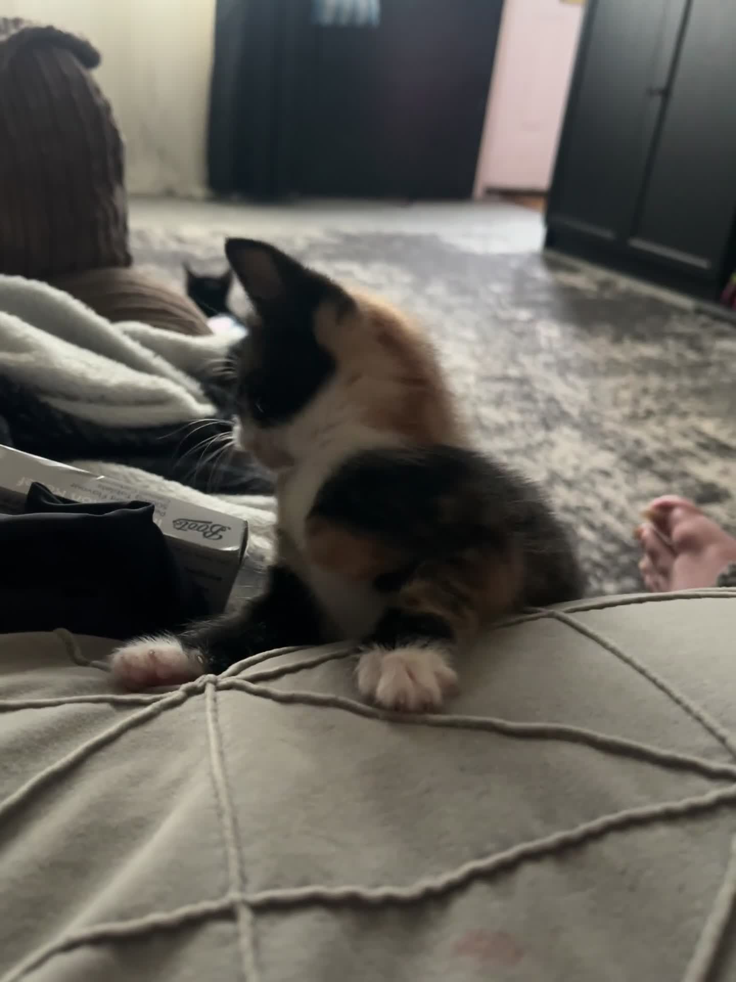 Mixed Breed cats for sale: Last two left of litter  - Video 1