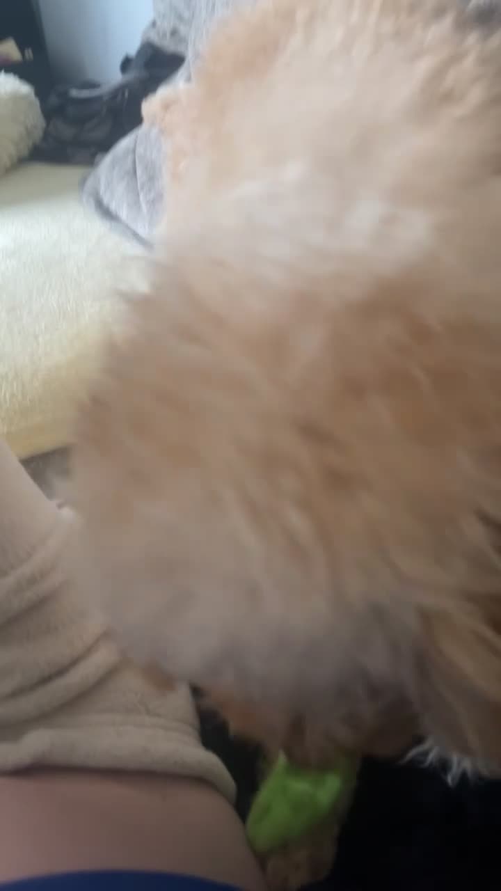 Cockapoo dogs for sale: Cockapoo - Video 2