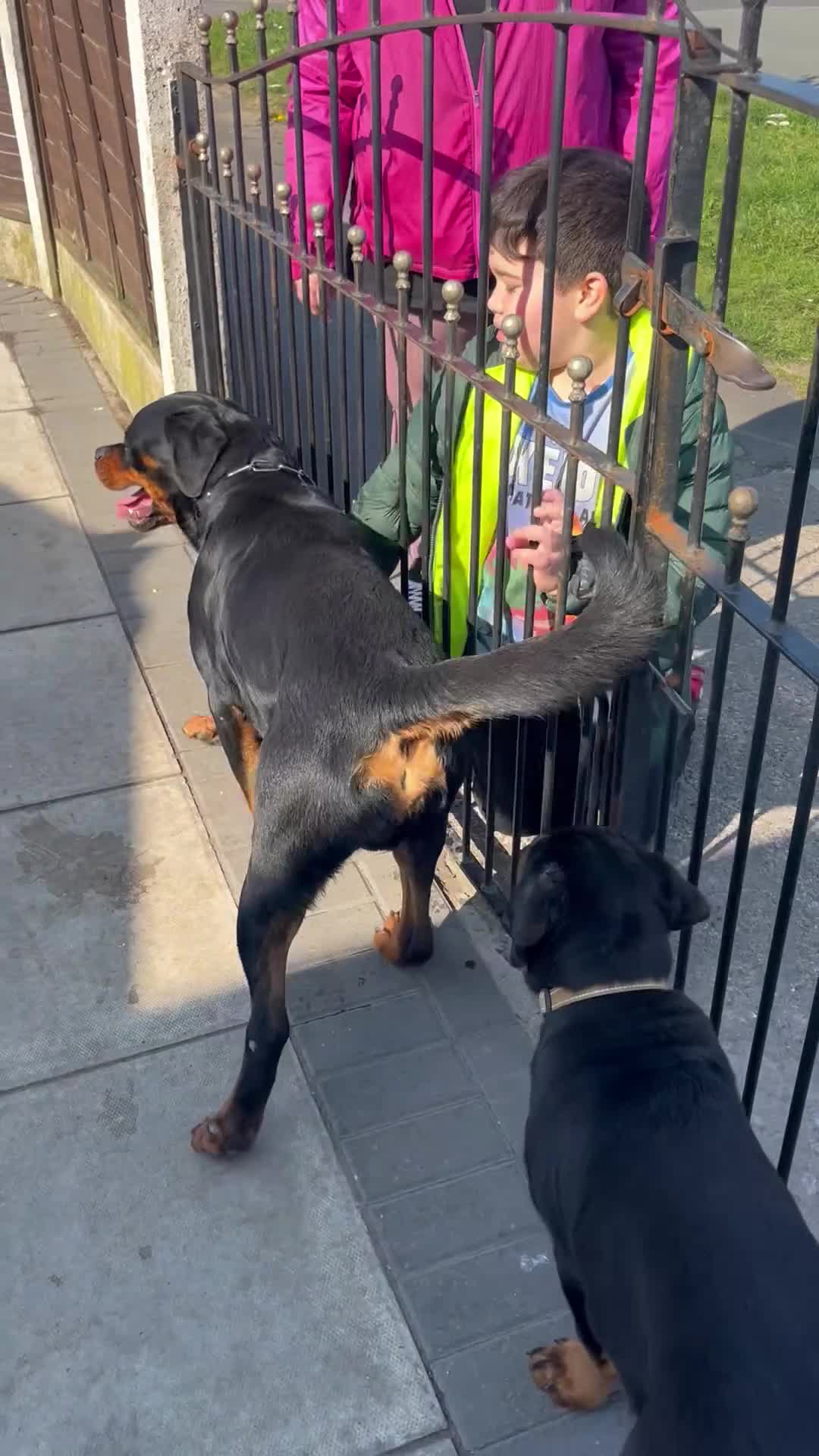 Rottweiler dogs for stud: Rom.Jnr.Ch Rottguardian Igor in Liverpool - Video 1