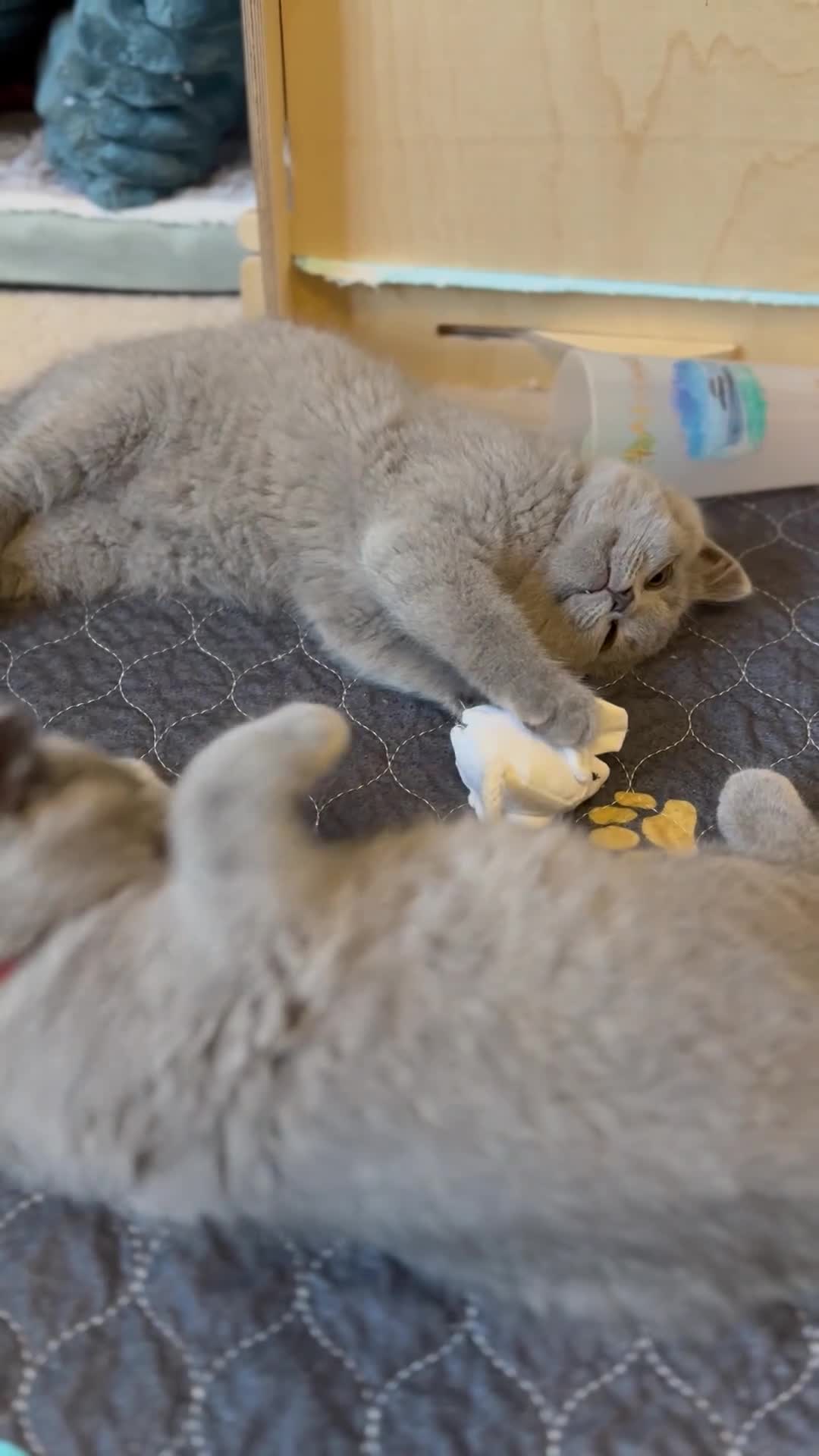 British Shorthair cats for sale: Beautiful British Shorthair Kittens Ready July - Video 1