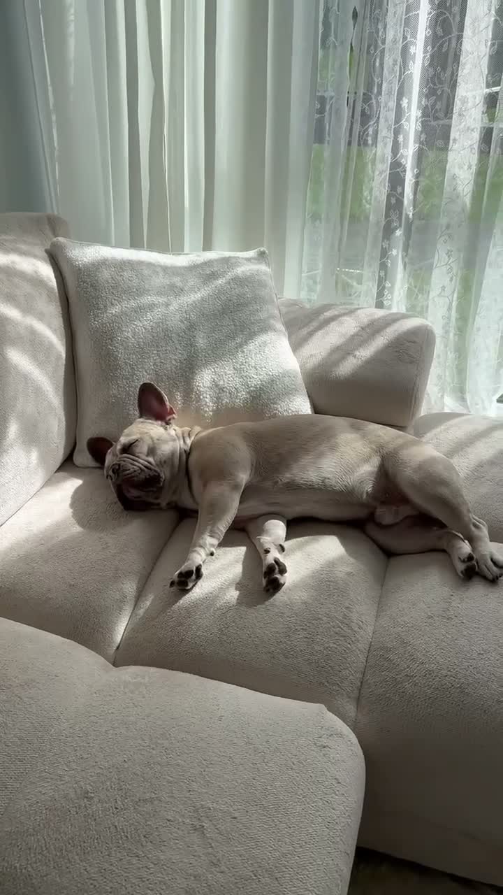 French Bulldog dogs for stud: Mallow - Video 1