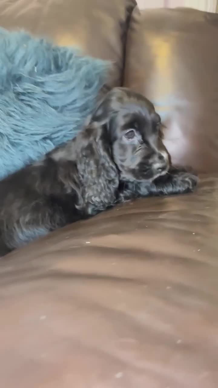 Cocker Spaniel dogs for sale: Beautiful show cocker puppies  - Video 1