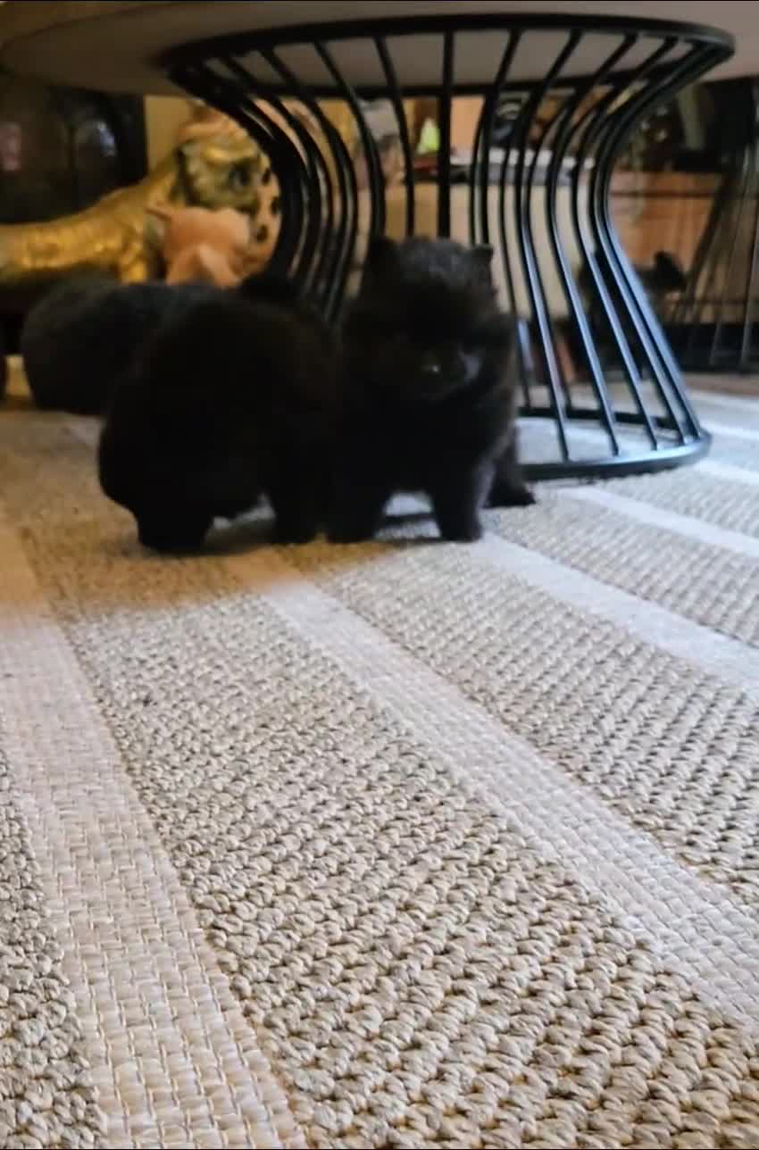 Pomeranian dogs for sale: Pomeranian miniature puppies  - Video 3