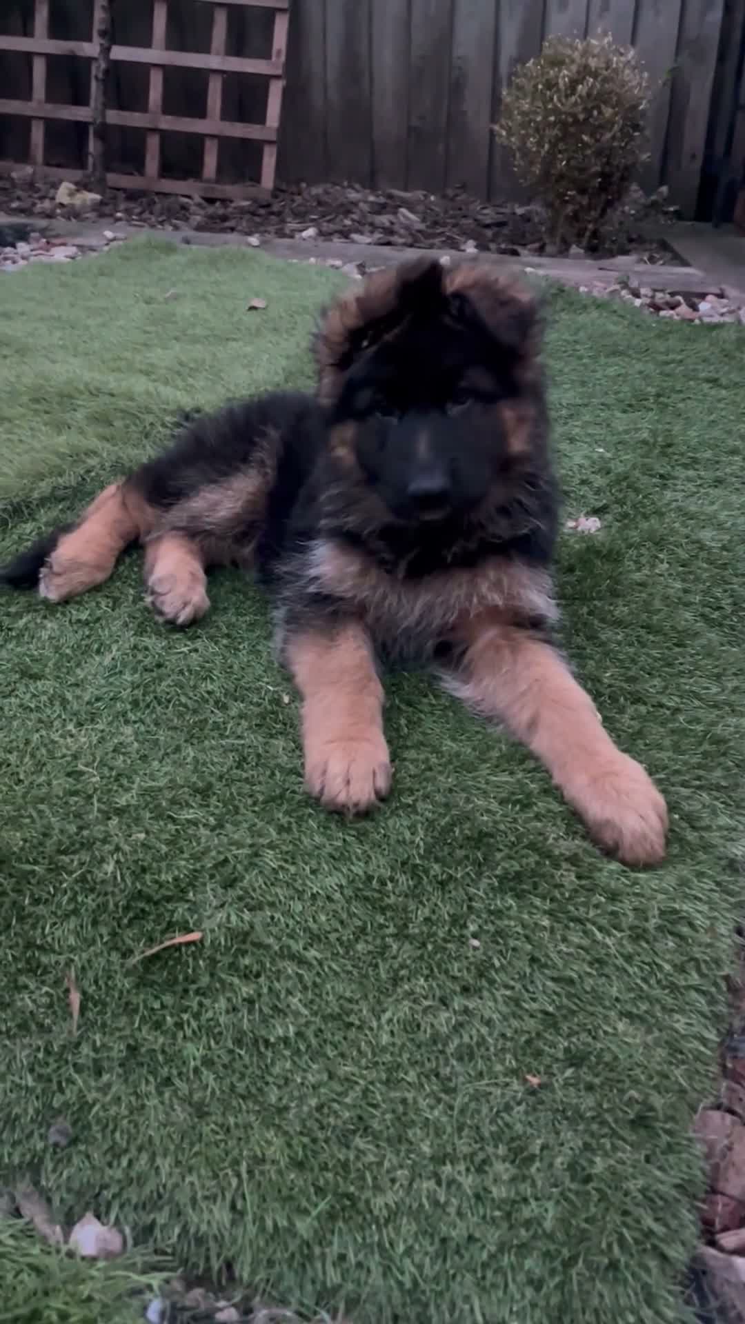 German Shepherd dogs for sale: Stunning GSD puppies for sale  - Video 1