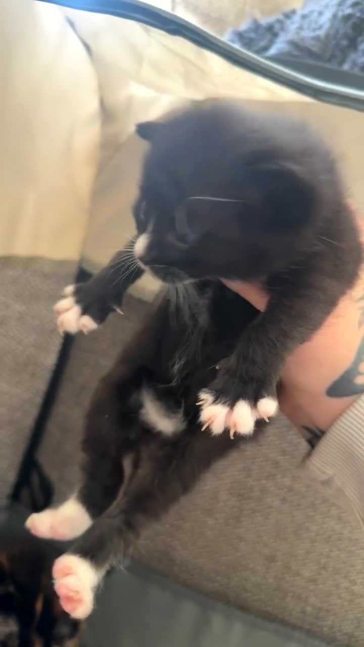 Mixed Breed cats for sale: 2 kittens for sale - Video 2