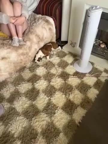 Boxer dogs for sale: Gorgeous boy boxer pup  - Video 2