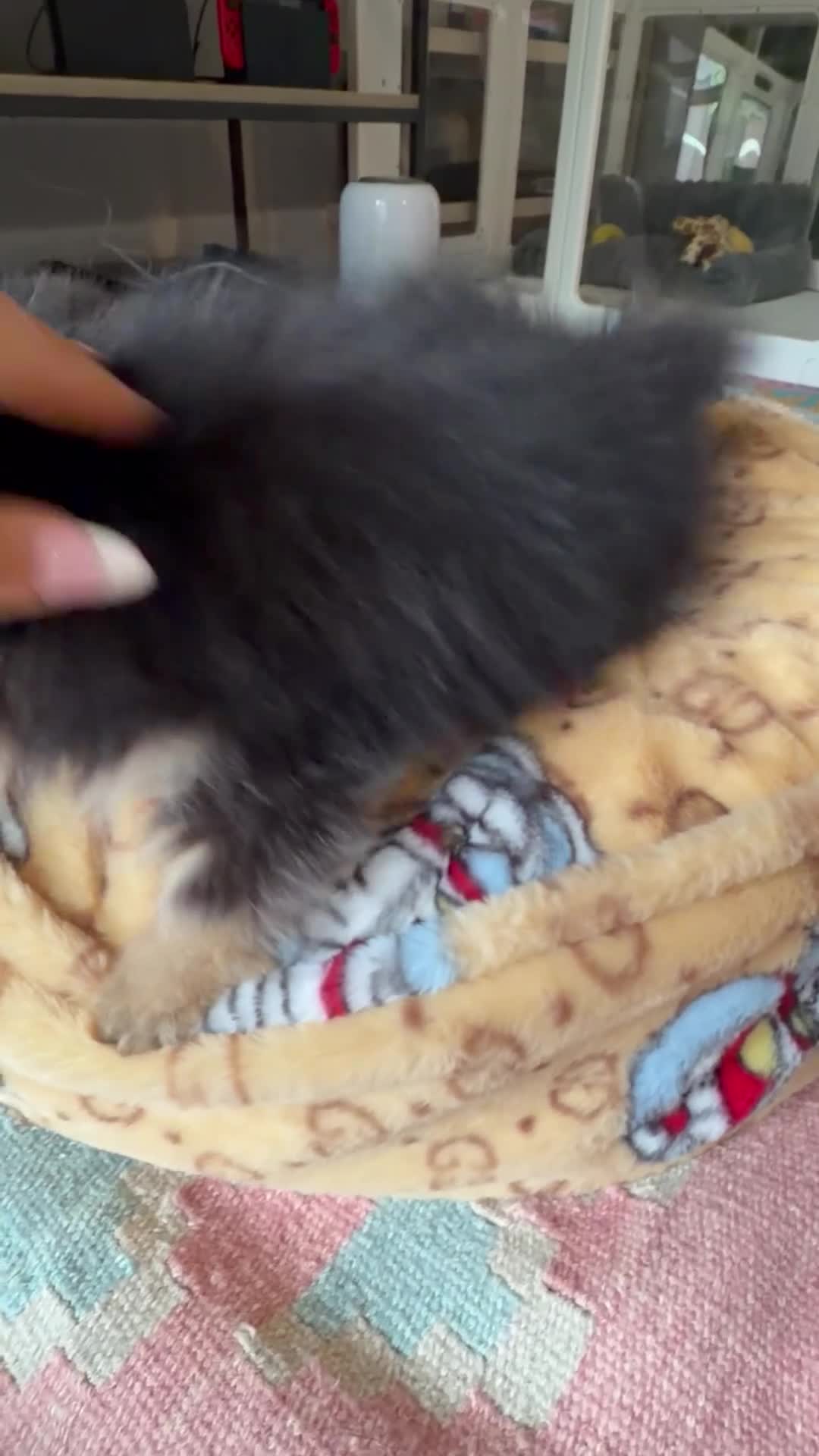 Pomeranian dogs for sale: KC Registered Black & Tan Pomeranian Boy Puppy  - Video 1