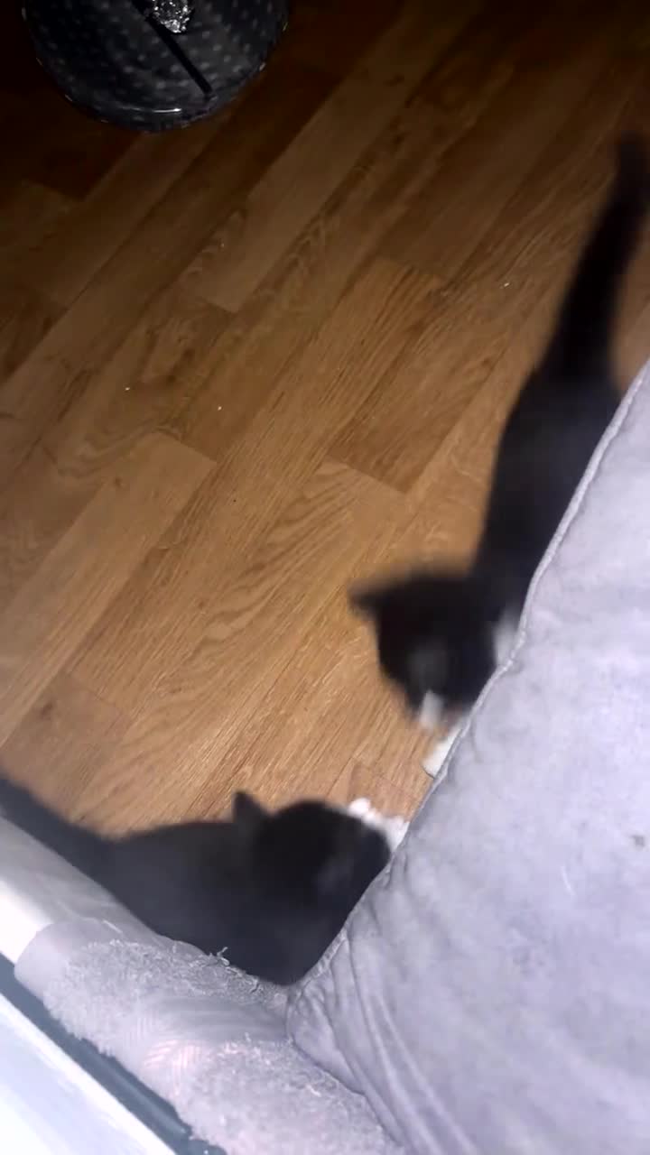 Mixed Breed cats for sale: Playful kittens looking for a loving home  - Video 1