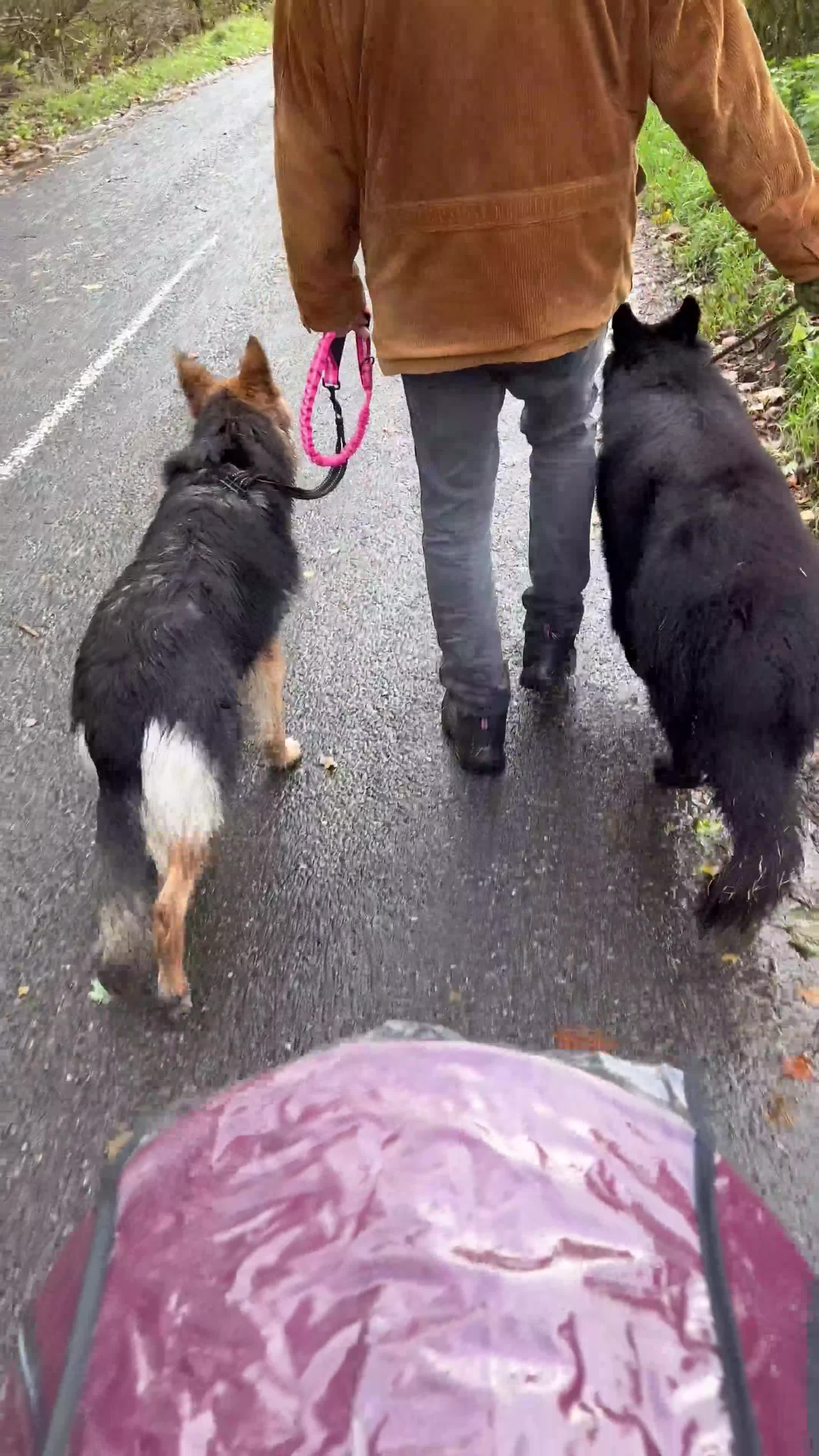 German Shepherd dogs for sale: Black German shepherd  - Video 1