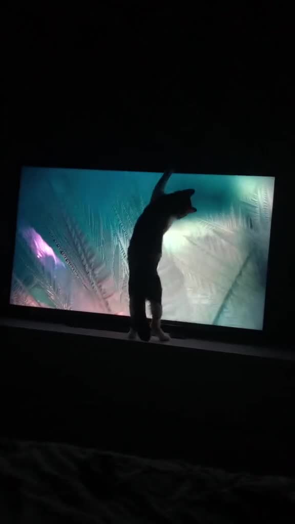 Mixed Breed cats for sale: 2 female cats for sale (together) - Video 1