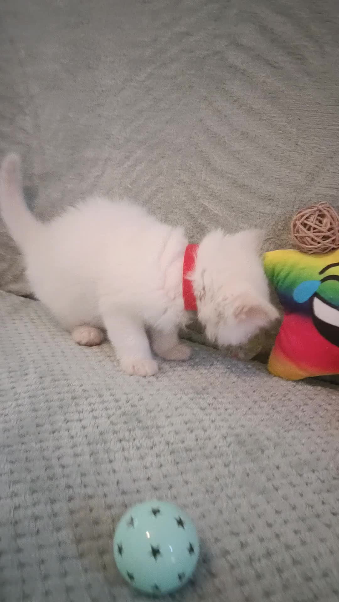 Ragdoll cats for sale: Beautiful  fawn point girl and boy - Video 2