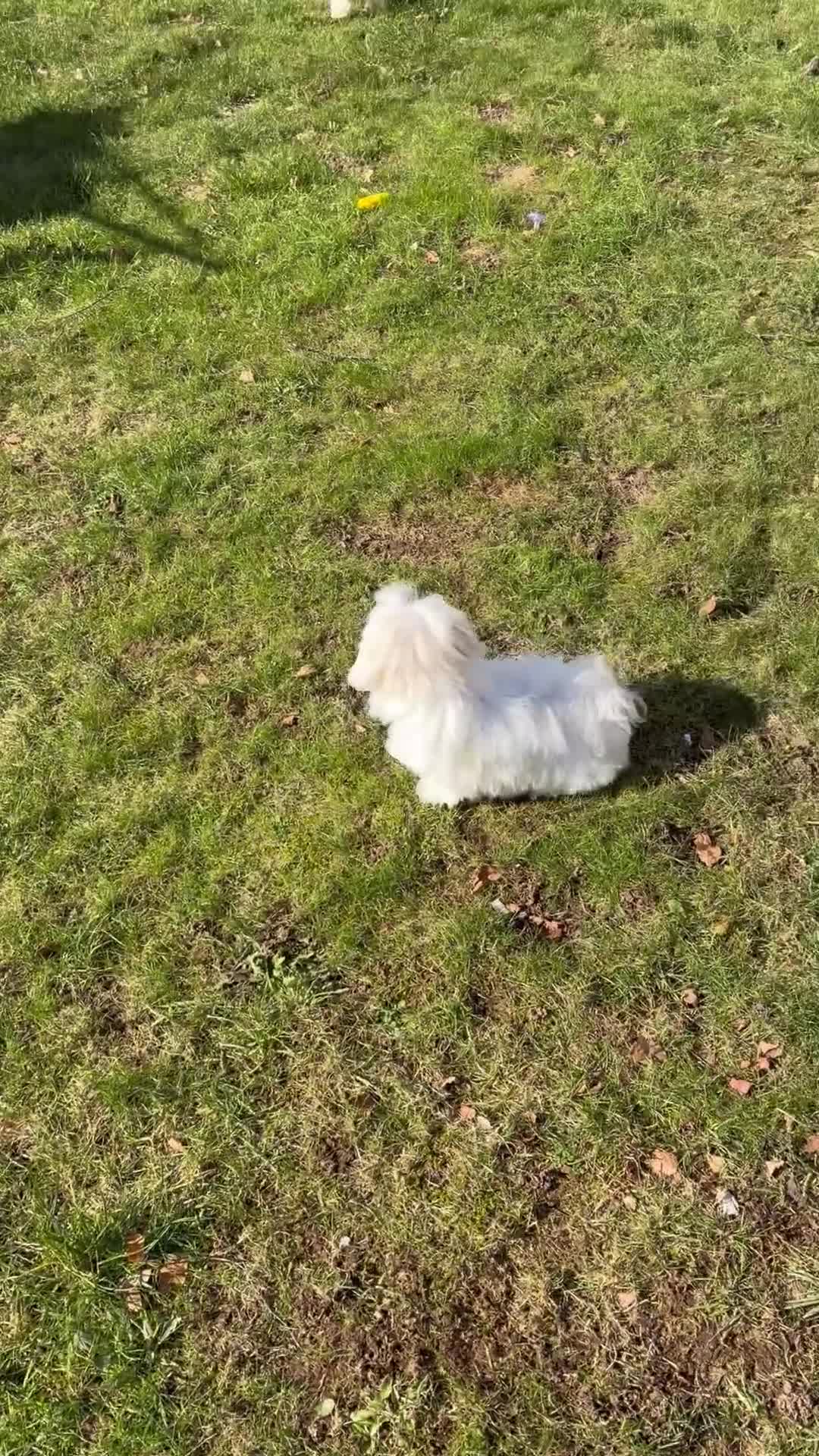 Maltese dogs for sale: 🩷🩷 Unique Korean Maltese puppy 🩷🩷 - Video 3