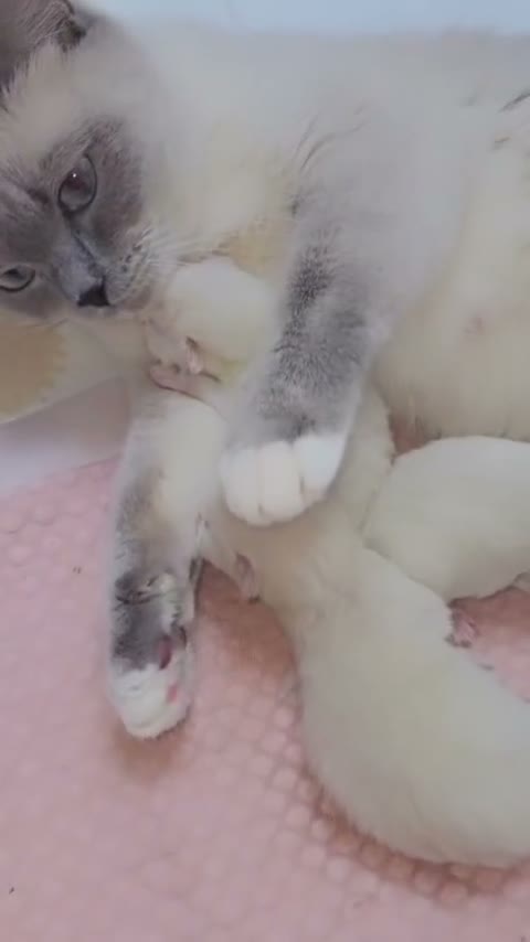 Ragdoll cats for sale: 🏆🥇Champion Bloodline🧸😻Ragdolls💖 in Ilford - Video 2