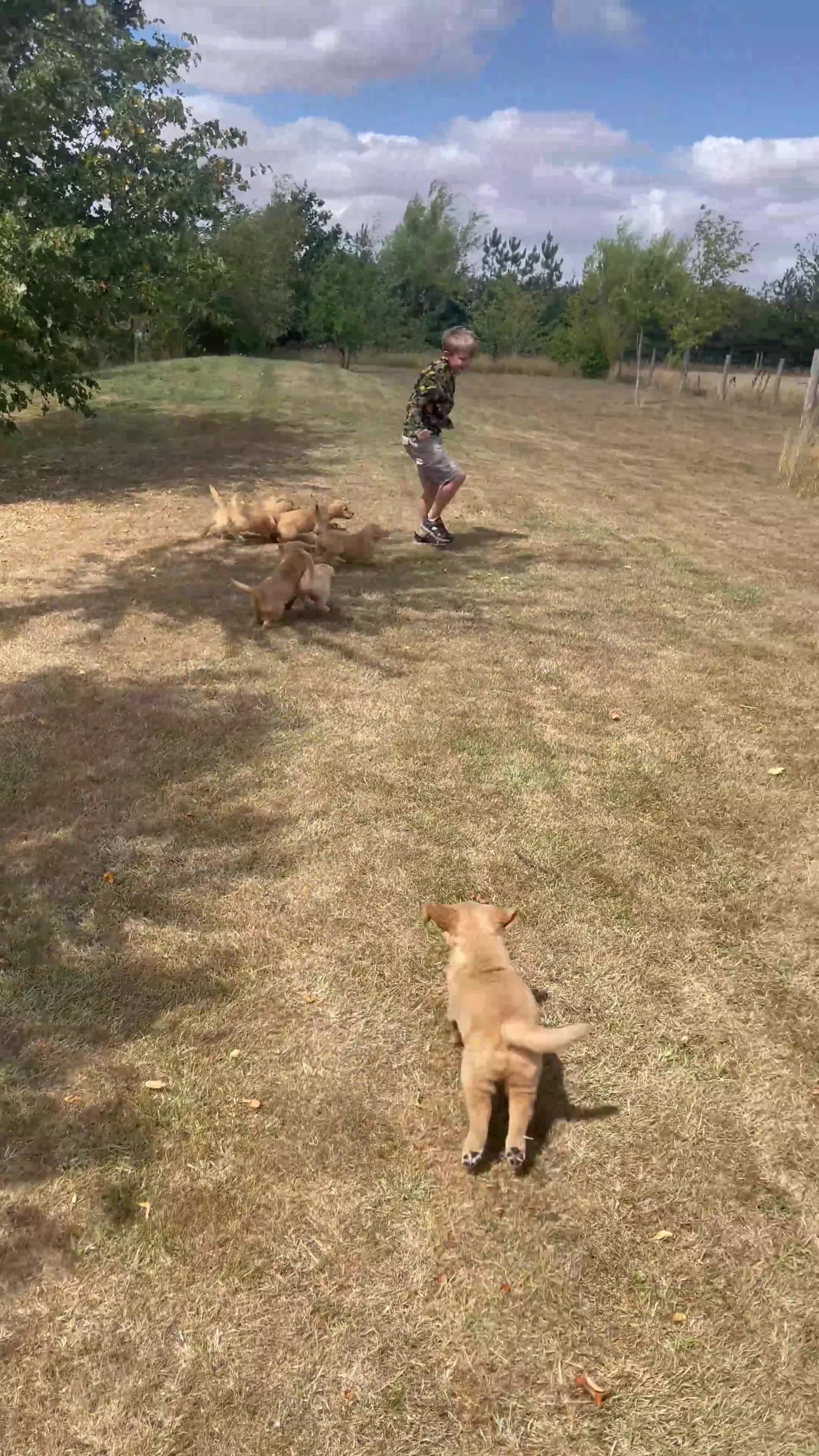 Golden Retriever dogs for sale: KC Reg Golden Retriever Puppies Health Tested  - Video 1