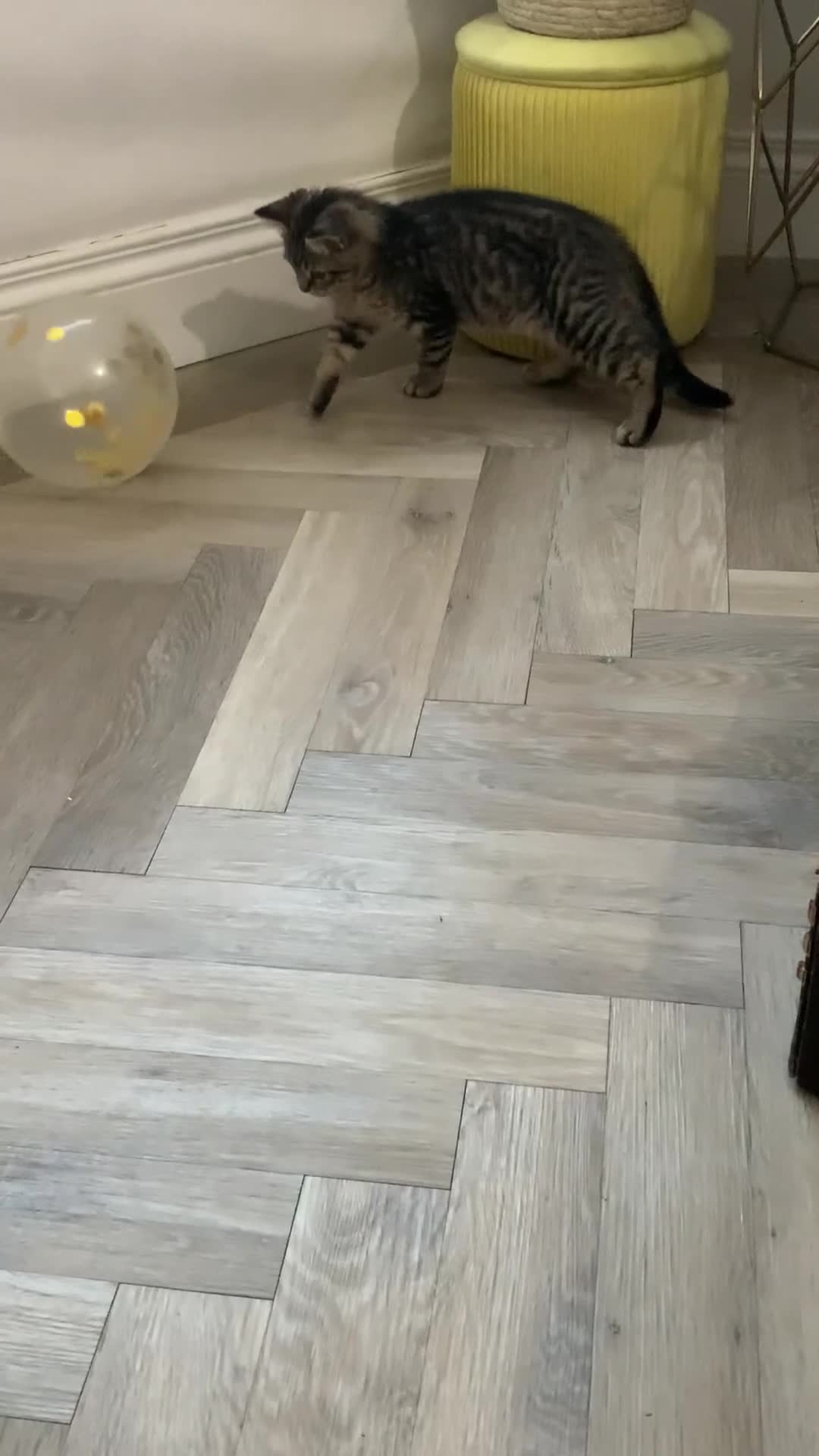 Bengal cats for sale: Looking for a Loving Home for our sweet kitten - Video 1