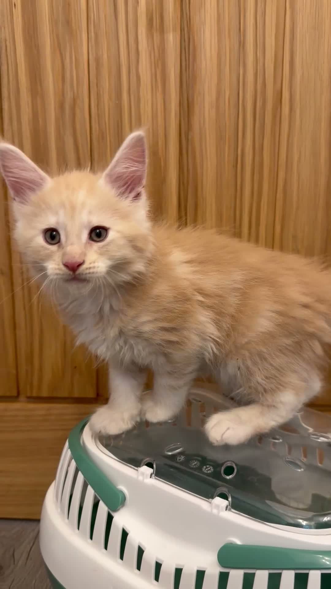 Maine Coon cats for sale: GCCF and TICA  Main Coone Kittens  - Video 1