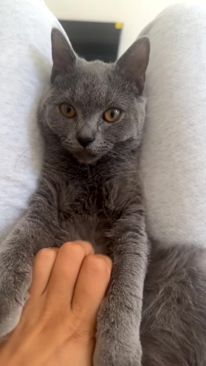 British Shorthair cats for sale: British shorthair for sale - Video 1