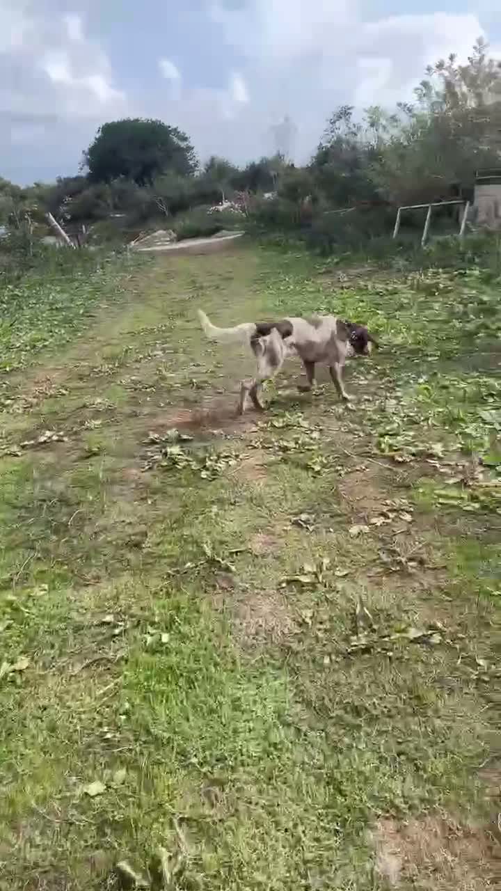 Mixed Breed dogs for sale: Wirehaired pointer cross  - Video 1