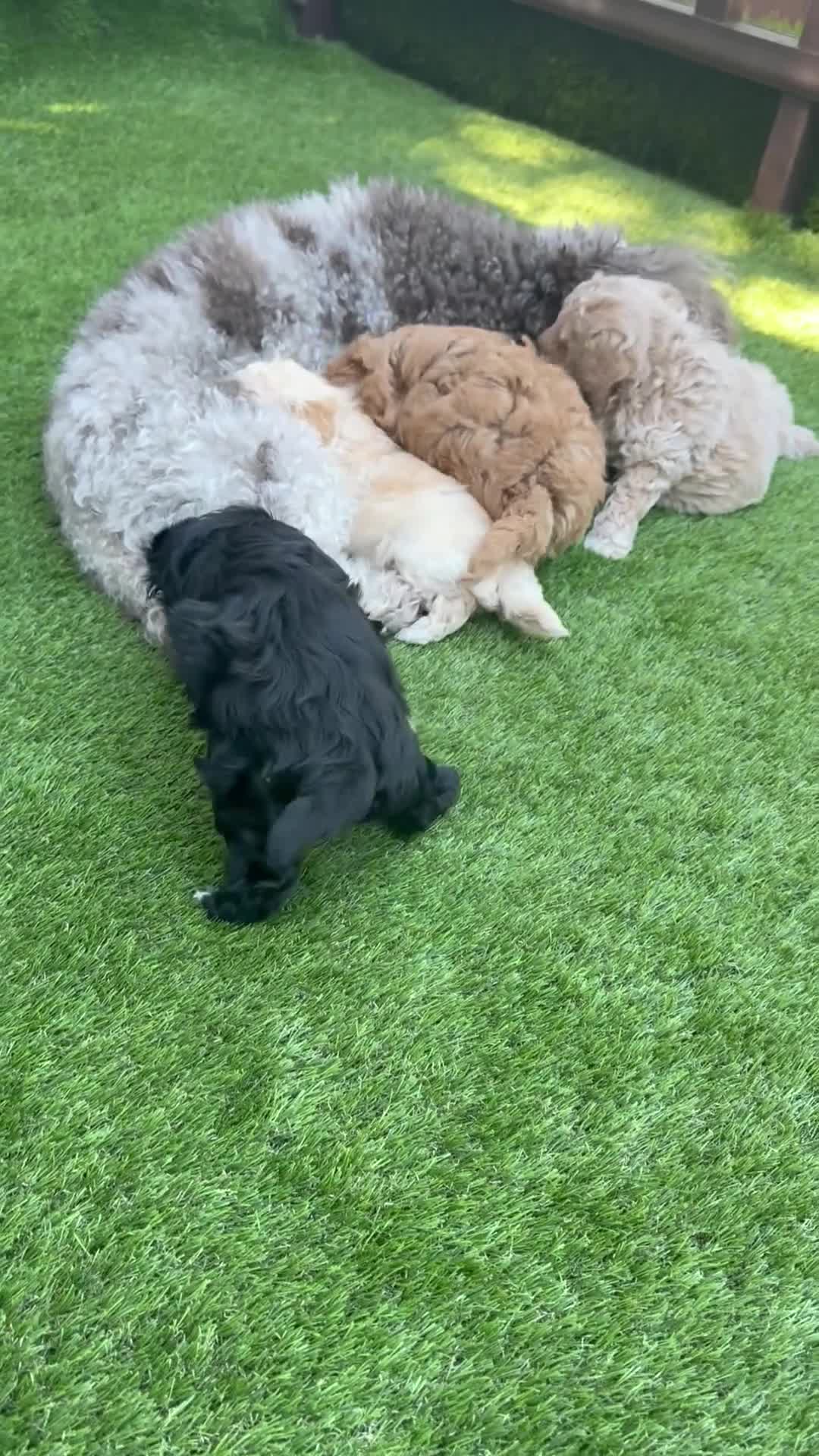 Maltipoo dogs for sale: Adorable F1B Maltipoo Puppy / 1 boy left / reduced - Video 3