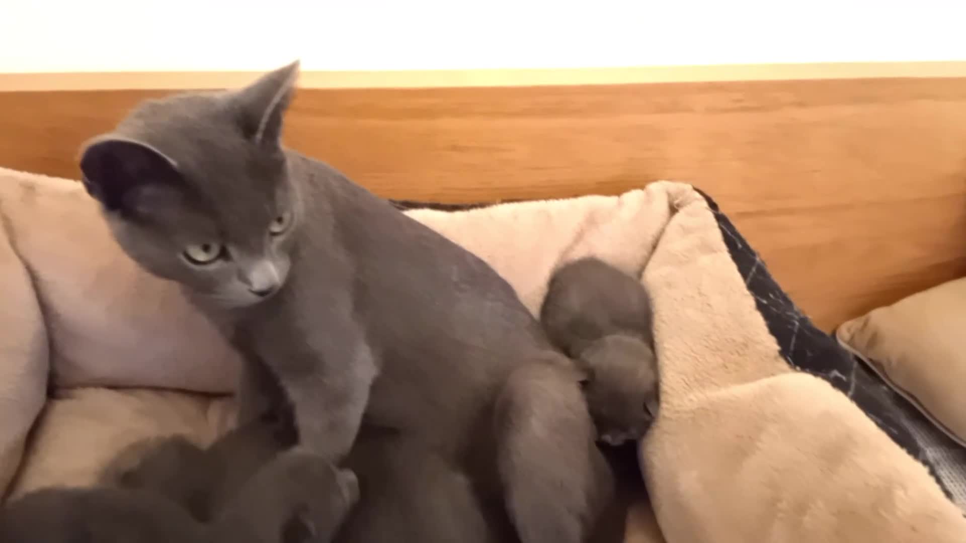 Russian Blue cats for sale: Pure Russian Blue kittens 2 Girls 1 boy left - Video 1