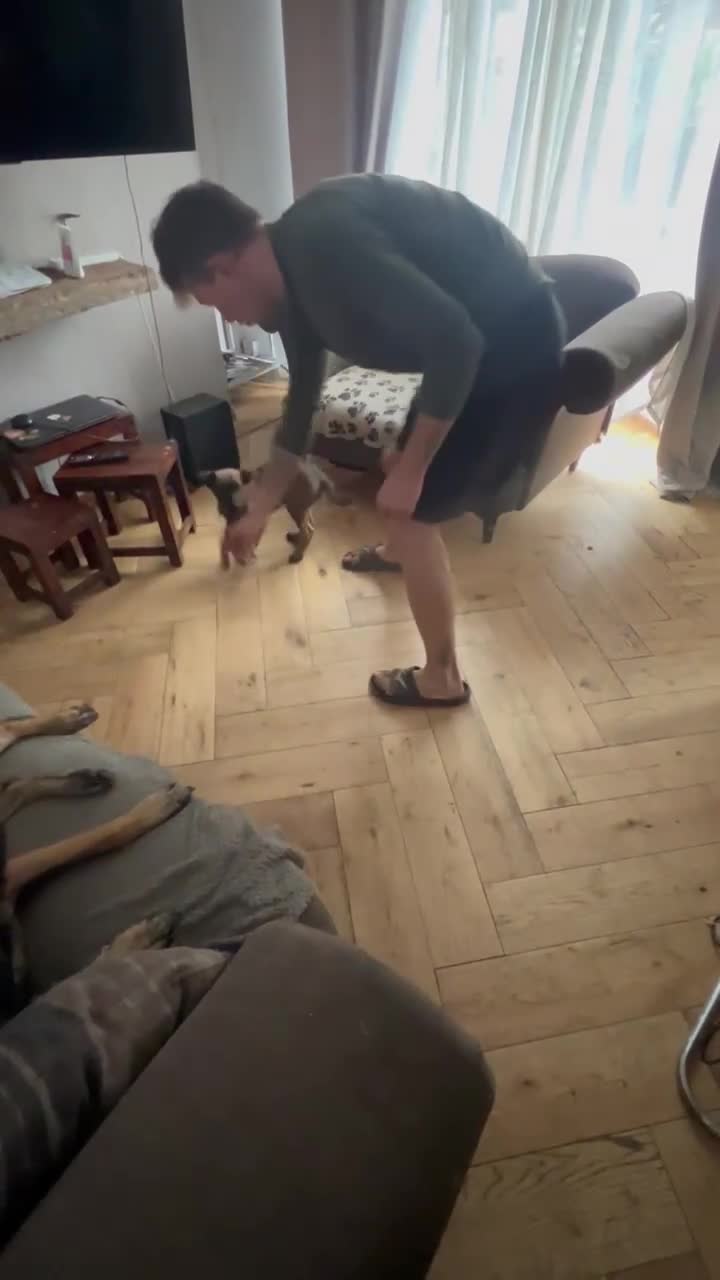 Belgian Shepherd Dog dogs for sale: Malinois puppies. Mother FCI/Father working dog - Video 2