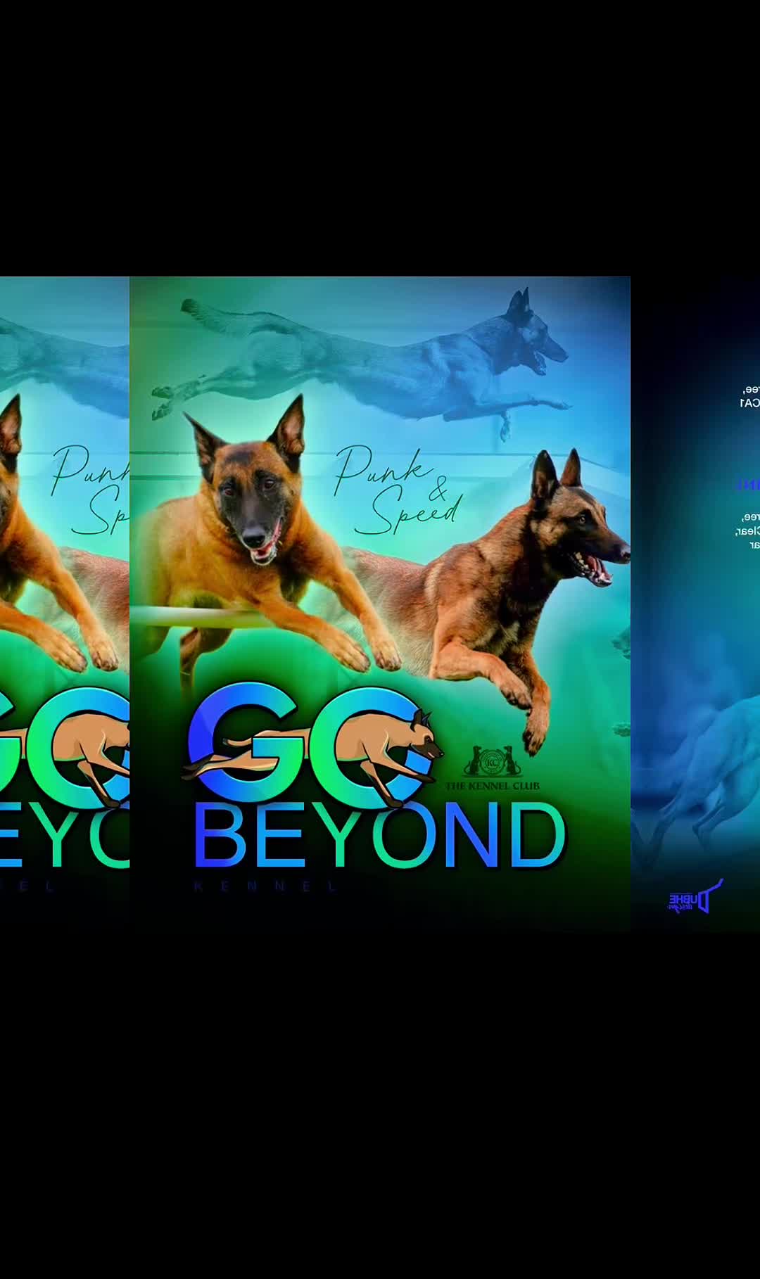Belgian Shepherd Dog dogs for sale: KC Belgian Malinois pups  - Video 1