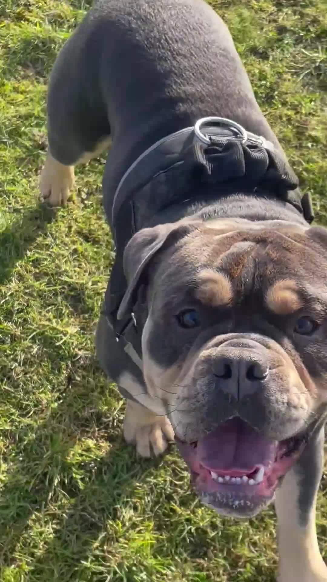 Olde English Bulldogge dogs for stud: Denzell  - Video 1