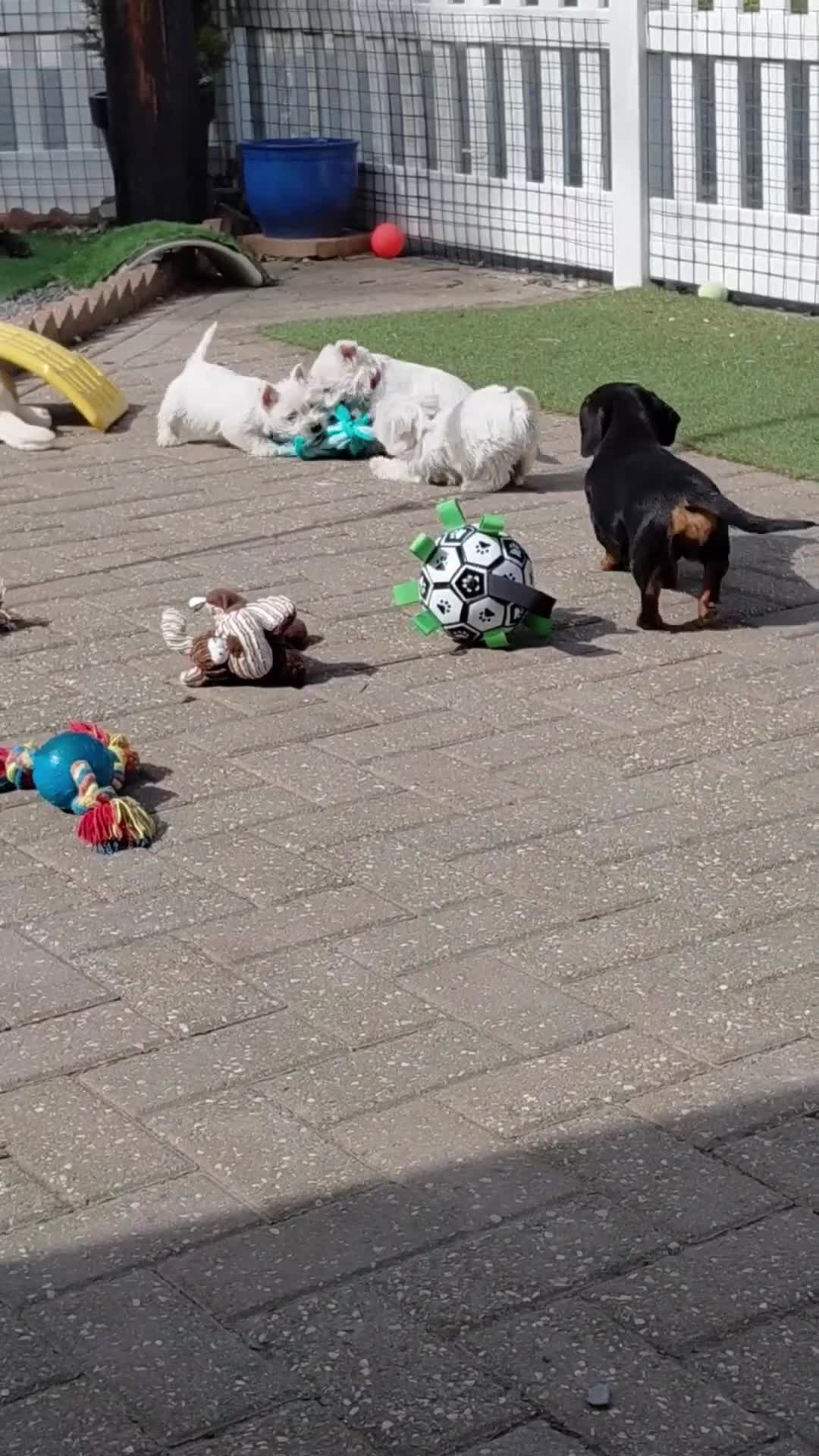 West Highland Terrier dogs for sale: Adorable West Highland Terrier Puppies - Video 1