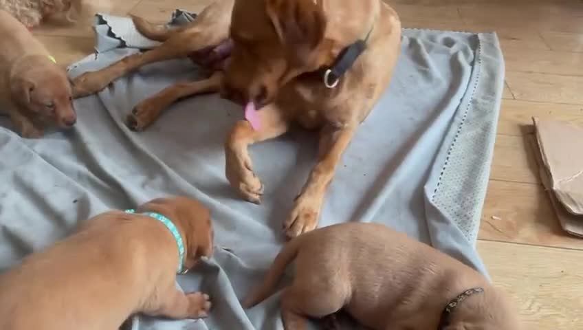 Labrador Retriever dogs for sale: Stunning Fox Red Labrador Puppies For Sale - Video 3